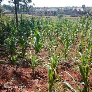 50x100 Plot at Mugumo Estate - main view