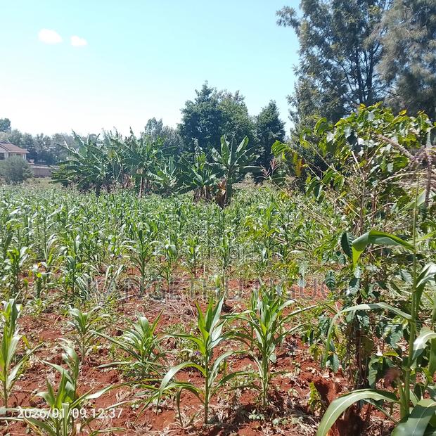 50x100 Plot at Mugumo Estate - thumbnail 3
