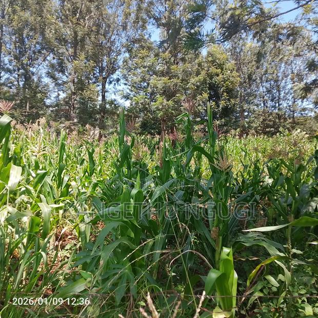 50x100 Plot at Mugumo Estate - thumbnail 4