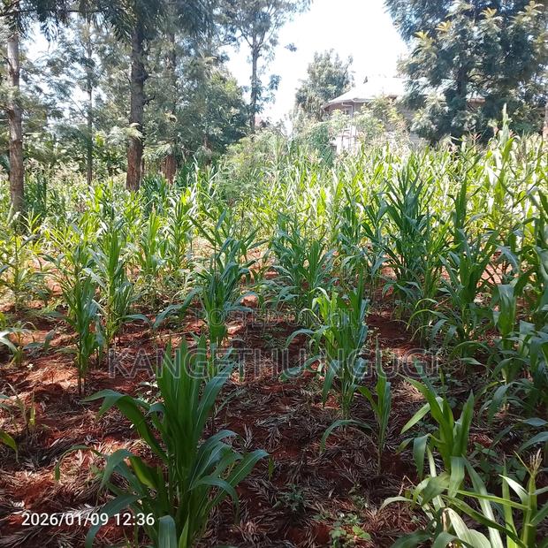 50x100 Plot at Mugumo Estate - thumbnail 6