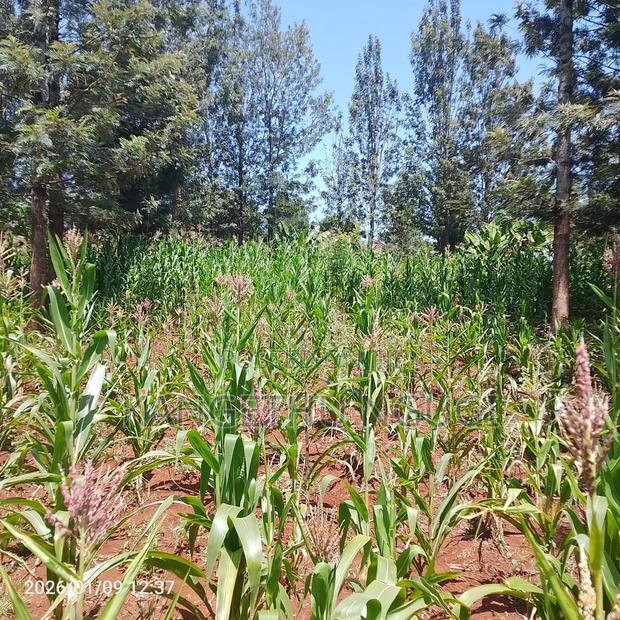 50x100 Plot at Mugumo Estate - thumbnail 7