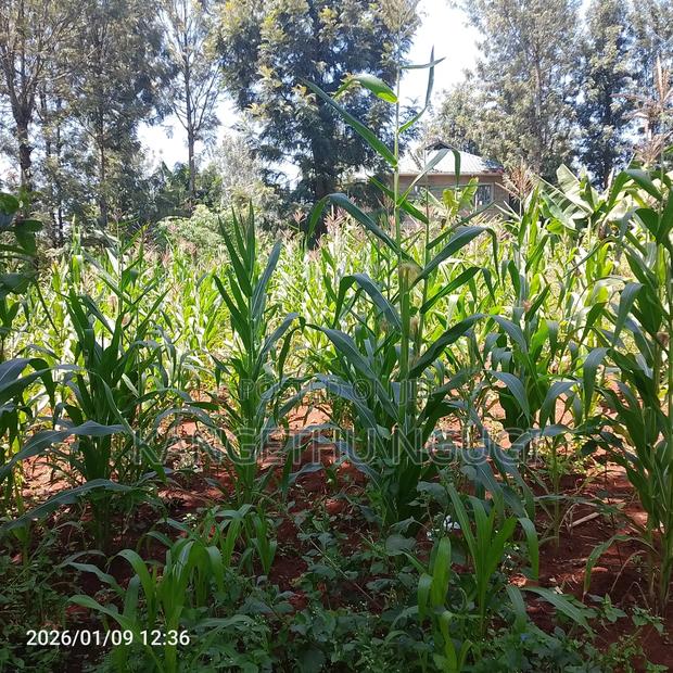 50x100 Plot at Mugumo Estate - thumbnail 8