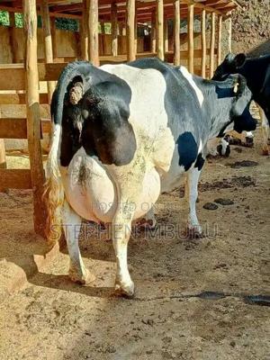 Super Pedigree Freshian Milker - thumbnail 2