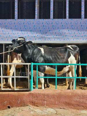 Super Giant Incalf Heifer - thumbnail 2