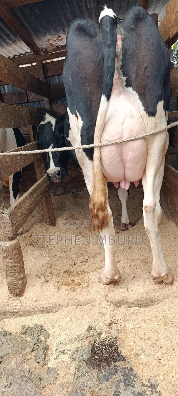 Freshian High Yielder - thumbnail 3