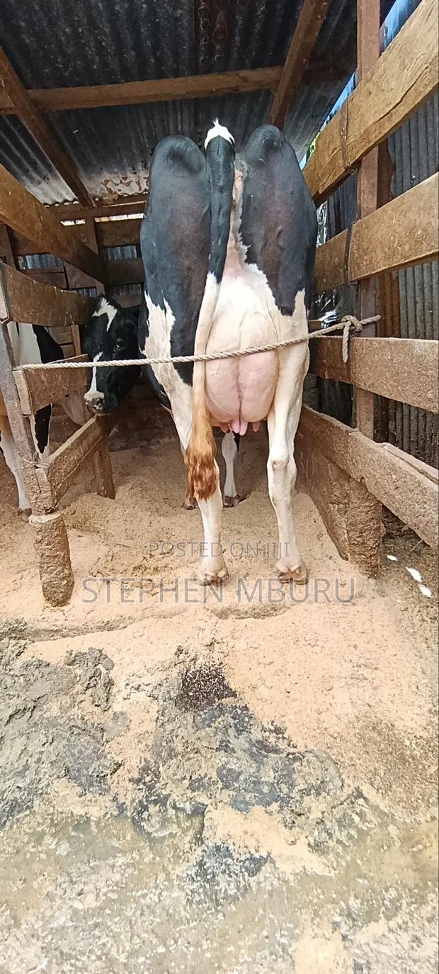 Freshian High Yielder - thumbnail 4