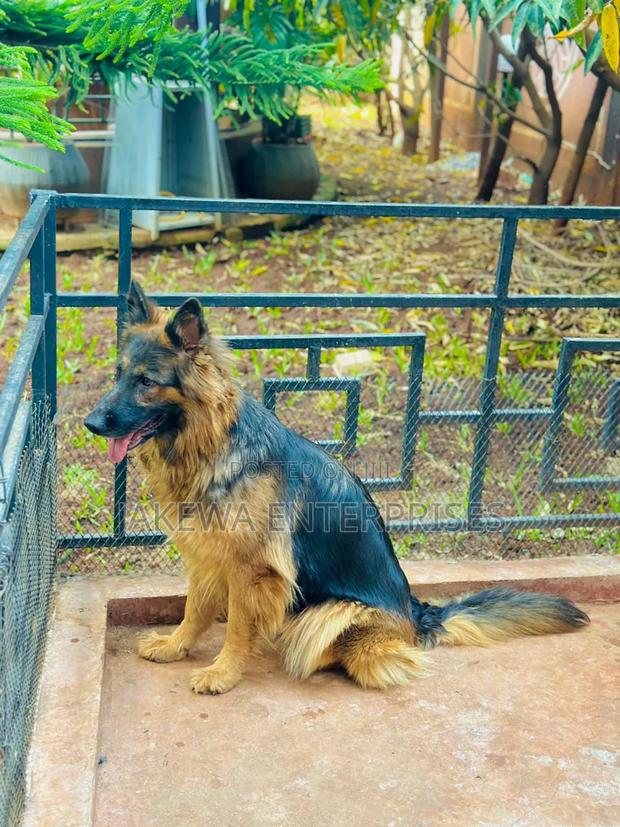 1+ year Female Purebred German Shepherd - main view