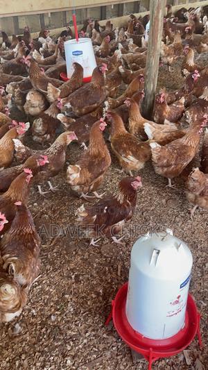 4.5–6 Month Commercial Layers. Start Egg Production Right Away. - main view