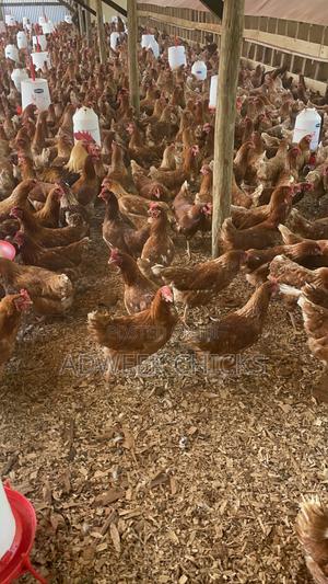 Brown Hybrid Layers 5 6 Months Old - main view