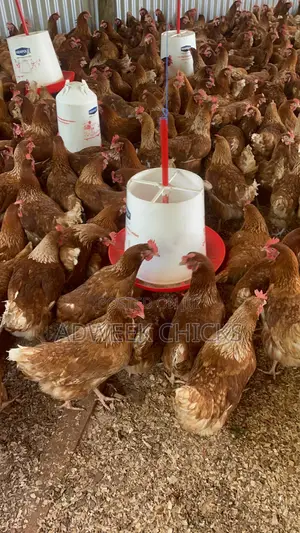 Kenchic Layers Chicken - Mature