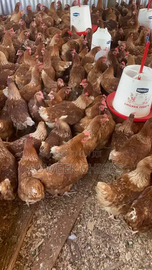 Kenchic Layers Chicken - Mature