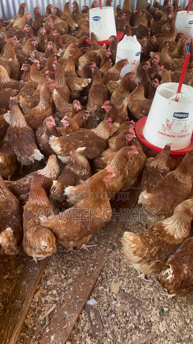 Kenchic Layers Chicken - Mature