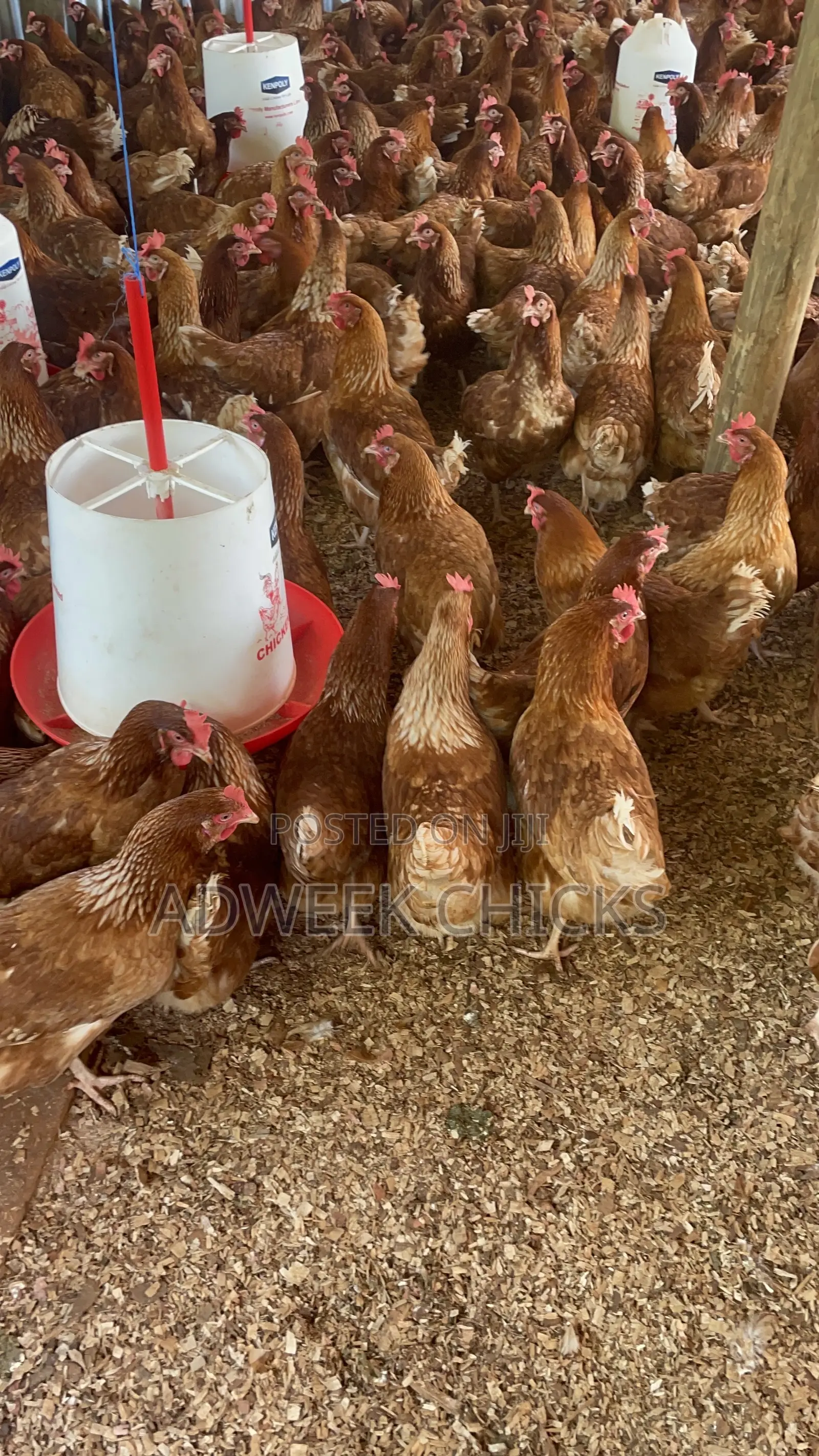 Kenchic Layers Chicken - Mature