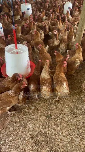 Kenchic Layers Chicken - Mature