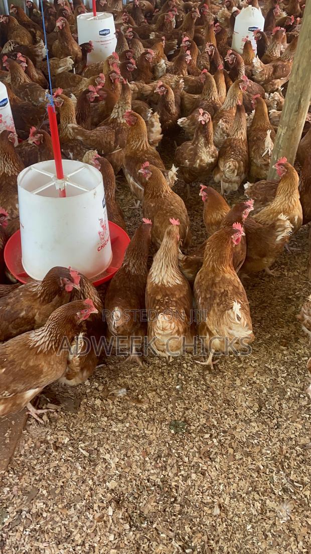 Kenchic Layers Chicken - Mature - thumbnail 4