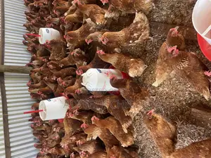 Kenchic Layers Chicken - Mature