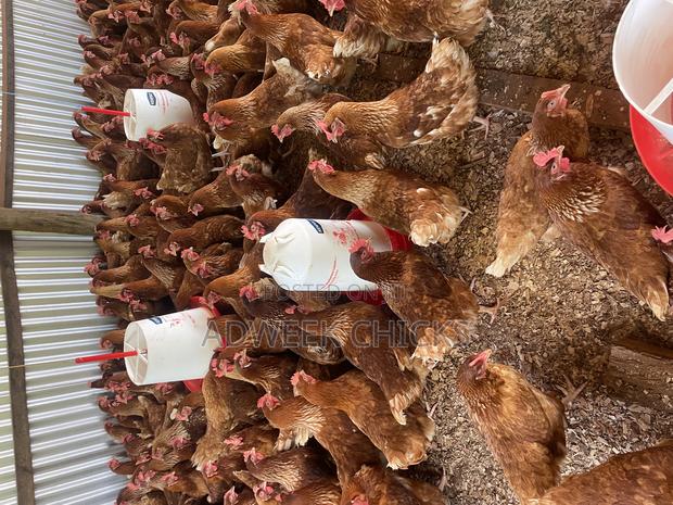 Kenchic Layers Chicken - Mature - thumbnail 5