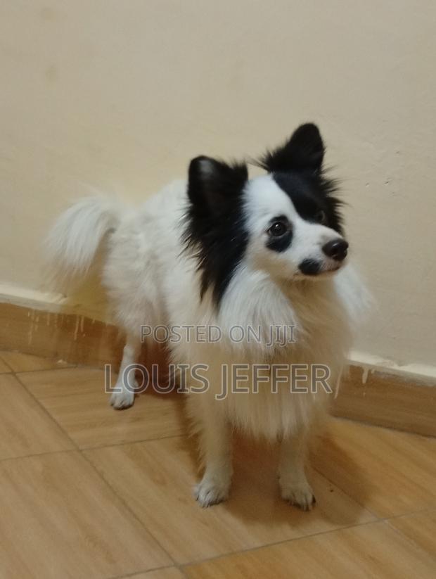 1+ year Male Purebred Chihuahua - main view