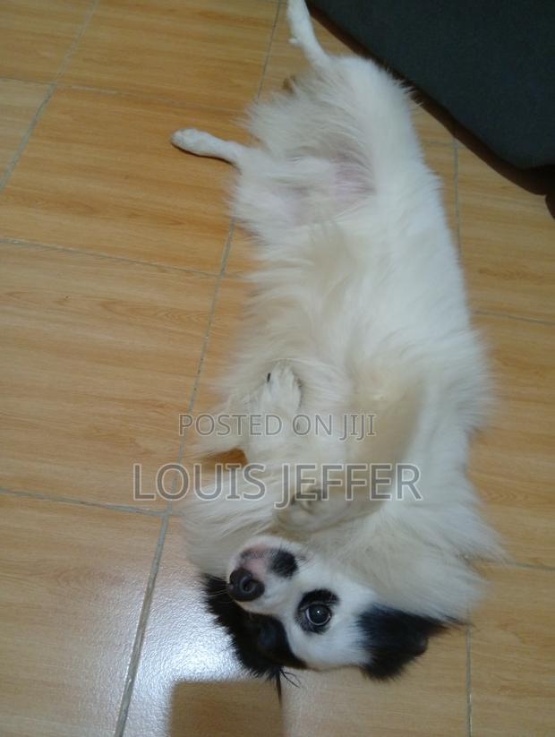 1+ year Male Purebred Chihuahua - thumbnail 3