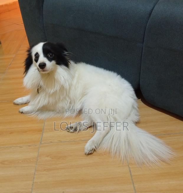 1+ year Male Purebred Chihuahua - thumbnail 4