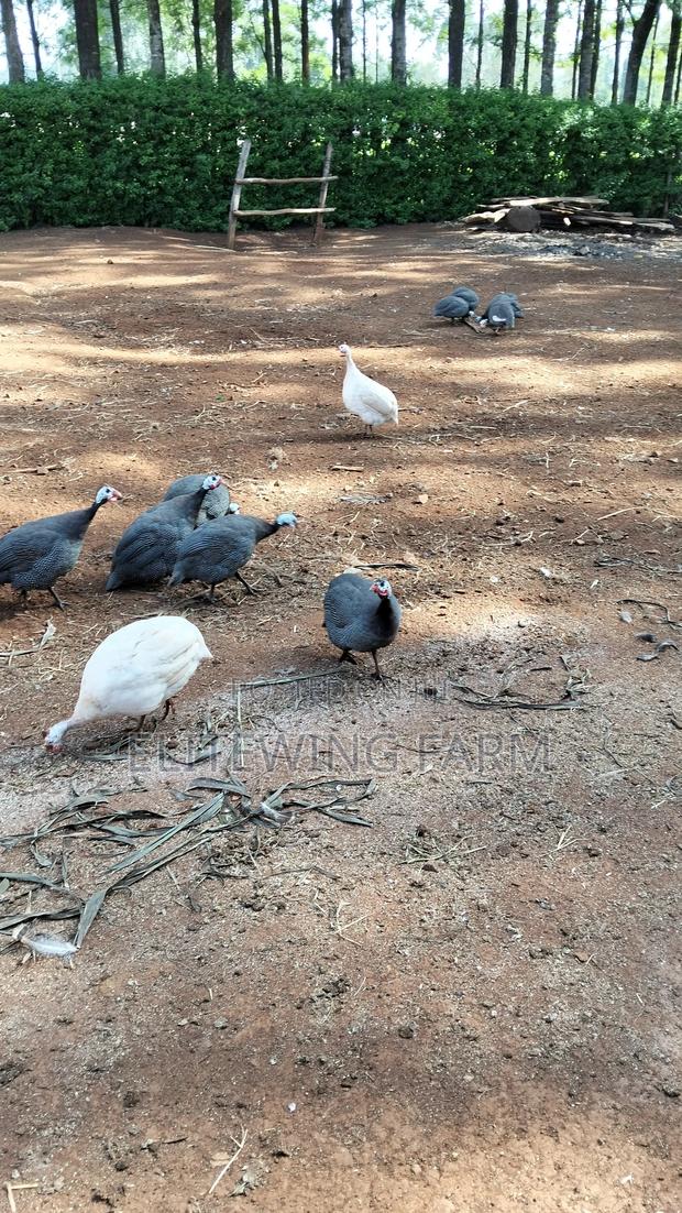 Male Guinea Fowls for Rehoming