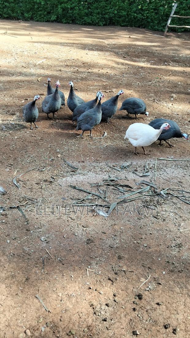 Male Guinea Fowls for Rehoming - thumbnail 3