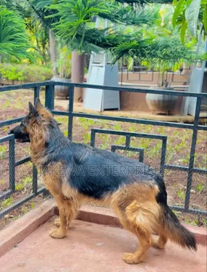 1+ year Female Purebred German Shepherd