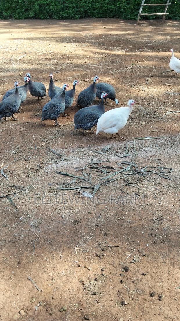 Male Guinea Fowls for Rehoming - thumbnail 2
