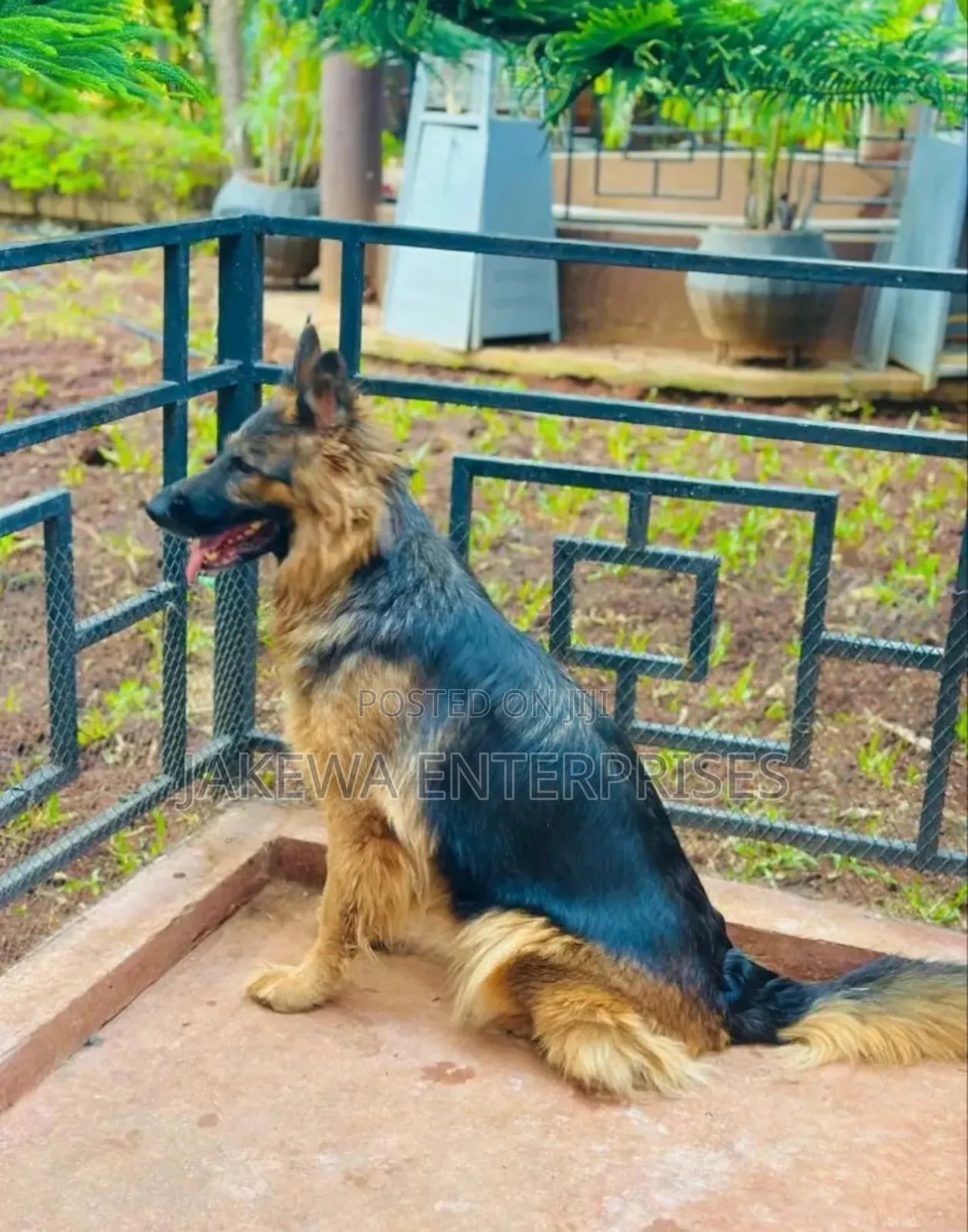 1+ year Female Purebred German Shepherd