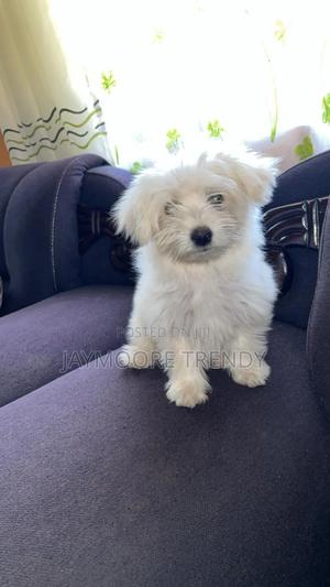 1-3 months Male Purebred Maltese - thumbnail 2