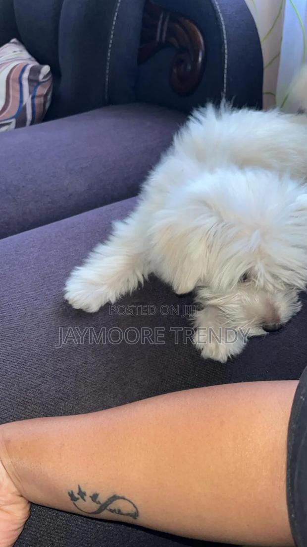 1-3 months Male Purebred Maltese - thumbnail 3