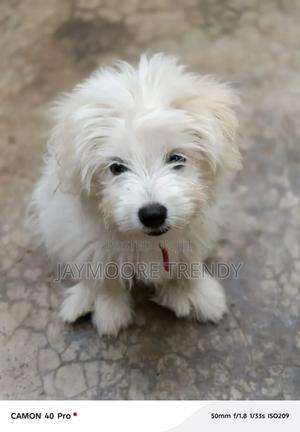 1-3 months Female Purebred Maltese - thumbnail 2