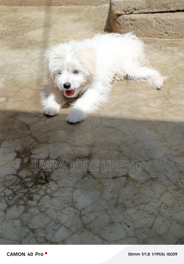 1-3 months Female Purebred Maltese - thumbnail 3
