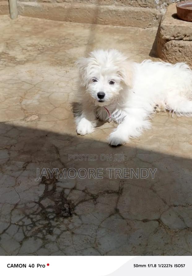 1-3 months Female Purebred Maltese - thumbnail 4
