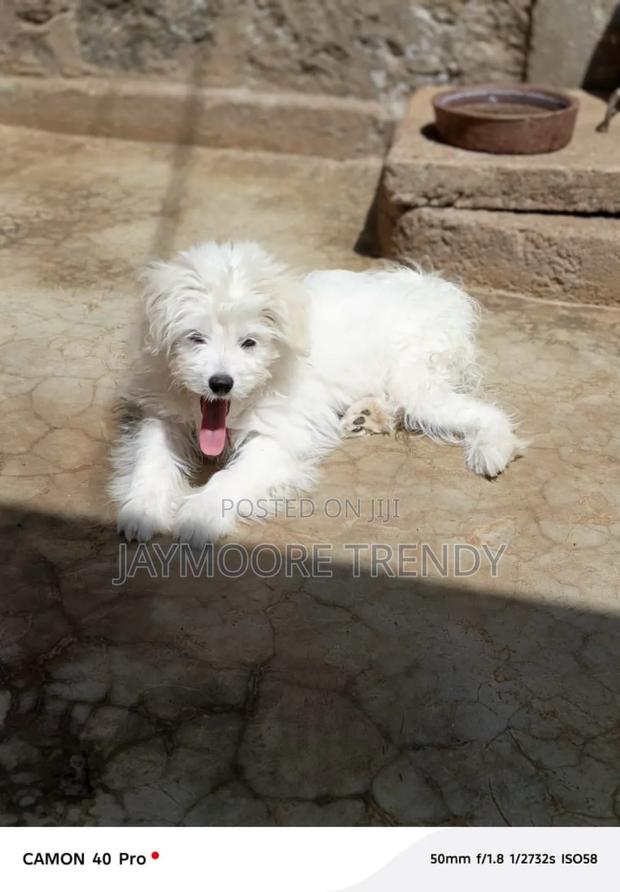 1-3 months Female Purebred Maltese - thumbnail 5