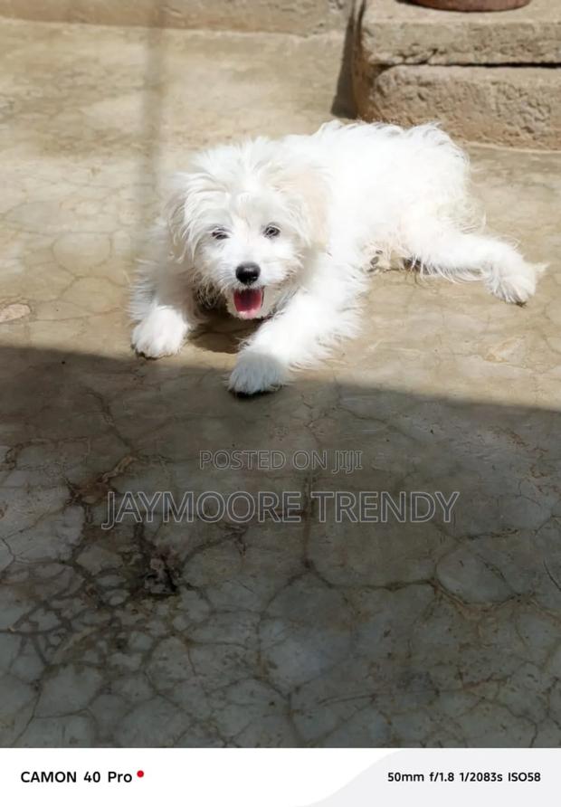 1-3 months Female Purebred Maltese - thumbnail 6
