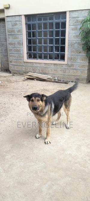 1+ year Male Purebred German Shepherd - thumbnail 2