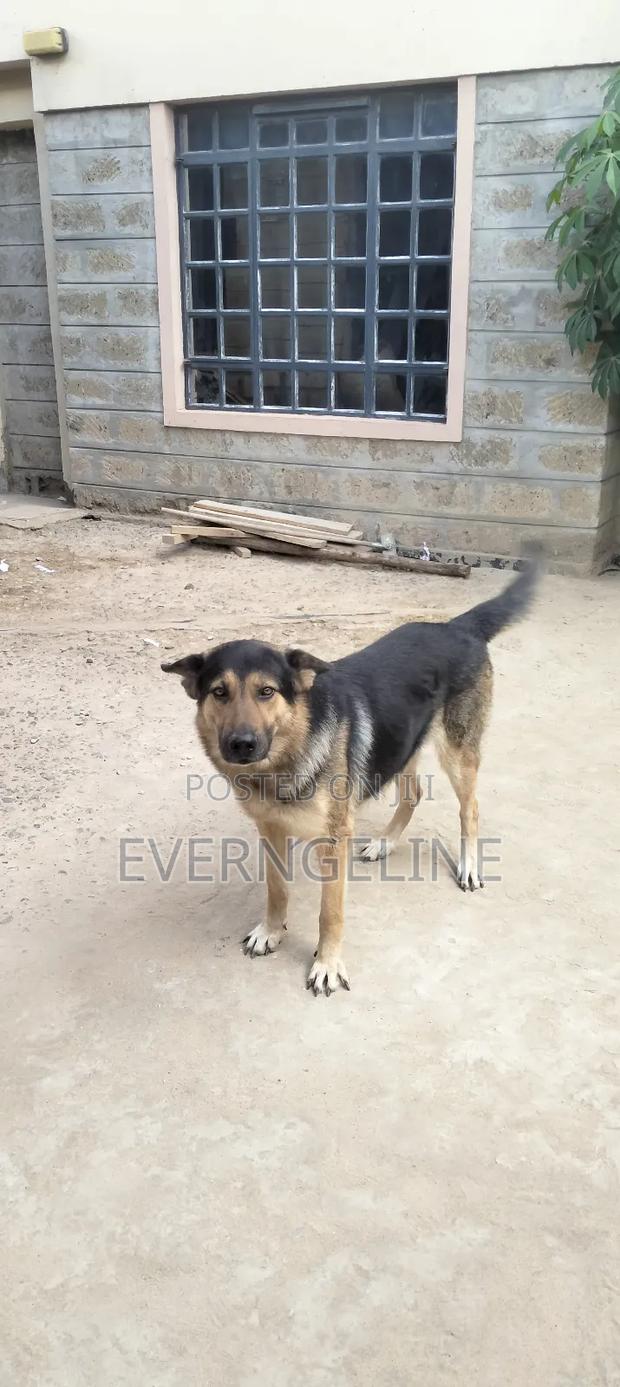 1+ year Male Purebred German Shepherd - main view