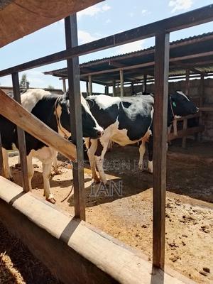 Healthy Dairy Cows In-calf Heifers For Sale