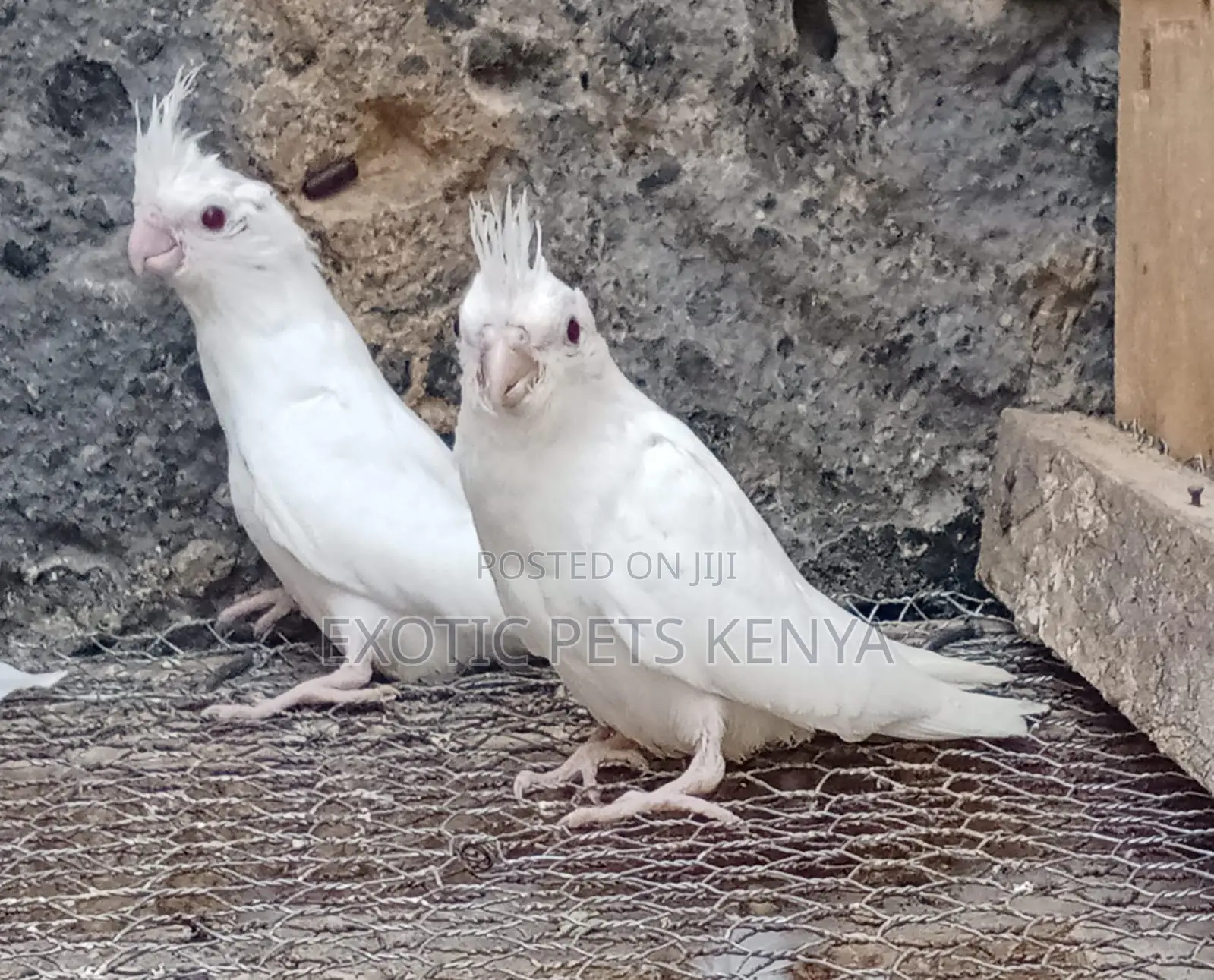 Albino Cockatiels