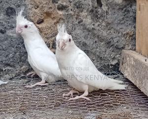 Albino Cockatiels - main view