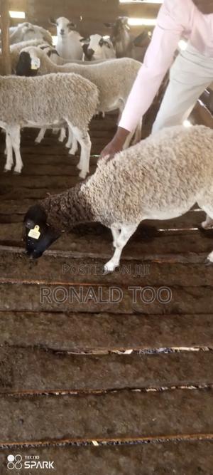 Dopper Sheepbon Sale - main view