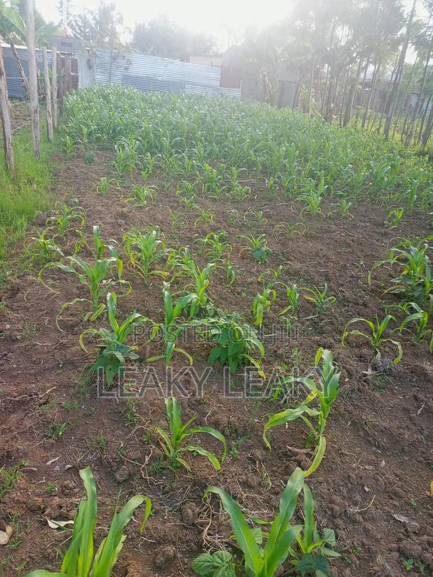 Plot 60 By 120 - main view