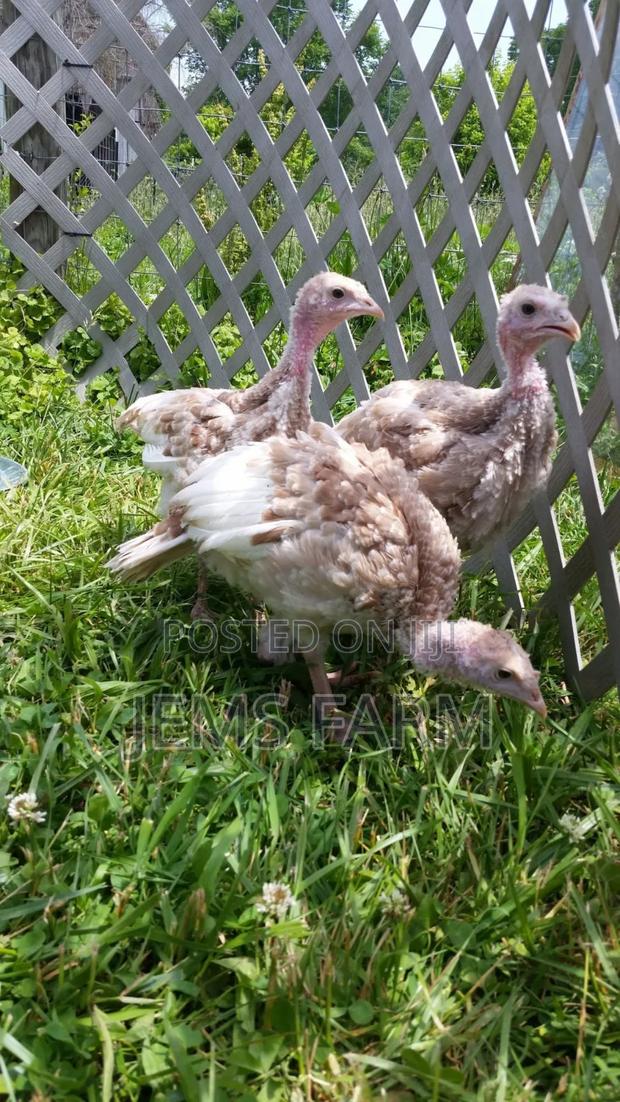2 Month Old Red Bourbon Turkey Poults - main view