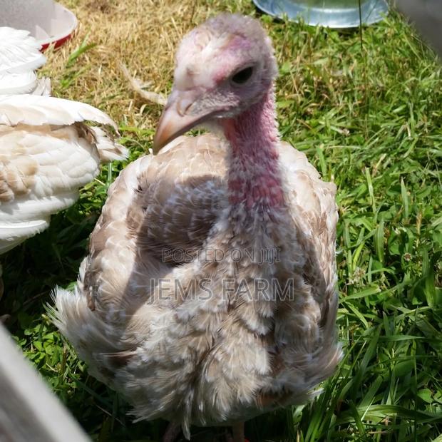 2 Month Old Red Bourbon Turkey Poults - thumbnail 3