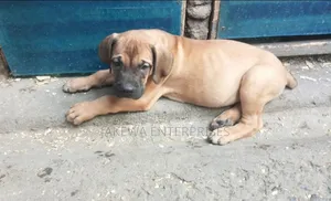 1-3 months Male Purebred Boerboel