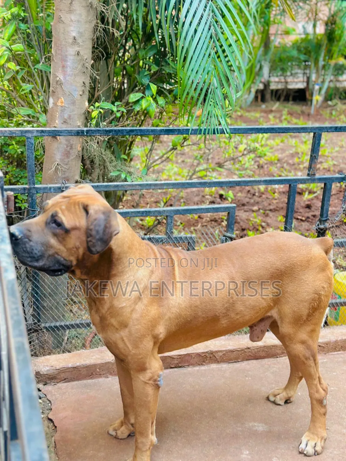 1+ year Male Purebred Boerboel