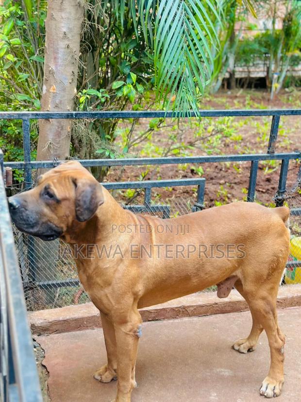 1+ year Male Purebred Boerboel