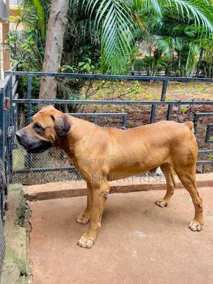 1+ year Male Purebred Boerboel