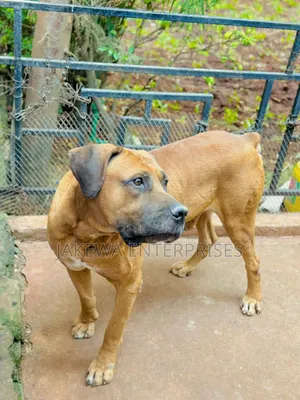 1+ year Male Purebred Boerboel